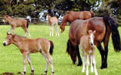 cottage with stabling for a horse, take your horse on holiday