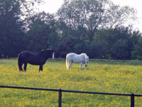 self-catering cottage where you can bring your horse on holiday