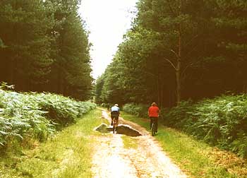 Wonderful cycle trails through the forest