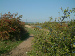fenn walks south woodham ferrers