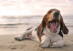 dogs welcome holiday cottages near a beach on the south coast of England