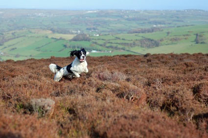 pet friendly self catering cottages in west yorkshire