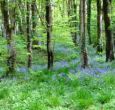 Bluebell Wood, Calder Vale