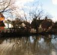 Duck pond in village  