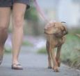 Dogs are welcome in many of our cottages