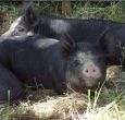 luxury self catering cottage sleeps 4 Herefordshire