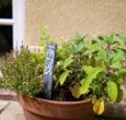 self-catering cottage near Weymouth Dorset