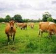 self-catering holiday cottages in Bedfordshire near Leighton Buzzard