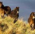 Exmoor Ponies above Winsford