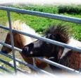 Self-catering cottage holiday in north Wales