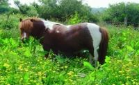 Poldue Farm  - Bodmin,  