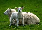 farm holidays