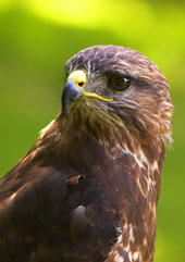 self catering holidays bird watching scotland