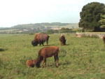 Burpham - a pretty village 3 miles north of Arundel. It has a herd of Bison, interesting old church, George Pub, park, and country hotel.