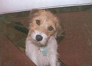 pet friendly country cottages and holiday cottages where your pets are welcome