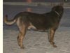 dogs welcome cottages, pet friendly holidays