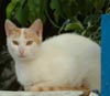 cottages pets welcome, pet friendly
