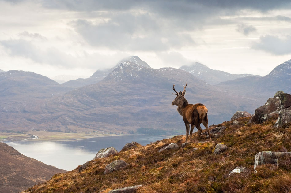 dogs welcome holiday cottages in scotland