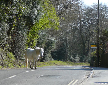 Wild ponies roam free in the New Forest
