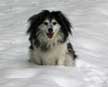 pet friendly large cottages sleep 12 plus