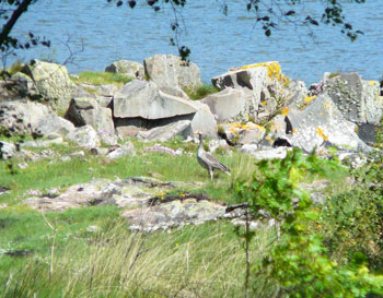 enjoy great wildlife watching on a scottish island cottage holiday