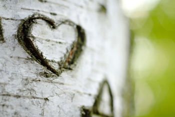 Romantic heart on tree