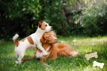 2 Dogs Holidays