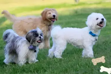 3 Dogs Cottages
