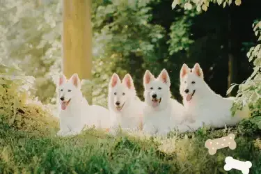 4 Dogs Cottages