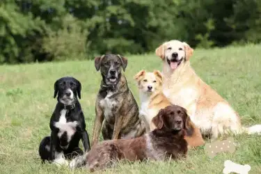 5 Dogs Cottages