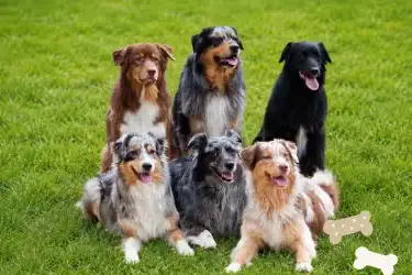 6 Dogs Cottages