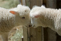 cottages for toddlers and young children