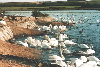 Abbotsbury swannery - a delight to all including bird watchers.  Find suitable country cottages nearby.