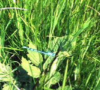 dragonflies in Essex country parks