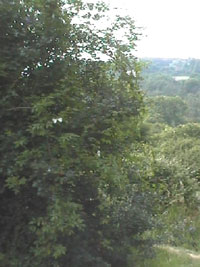 SElf-catering in Essex - Lovely walks surrounded by woodland and flower-filled meadows.  Find self-catering holiday lets in Essex