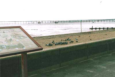 Southend-on-Sea beach with the pier in the background and information board about the various birds that inhabit the shore