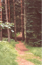 Forest_Walk in the Crathes Castle grounds, Royal Deeside Scotland