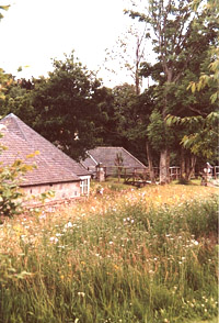 Wild flower meadow on Royal Deeside