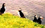cottages for bird watchers in wales and Puffins