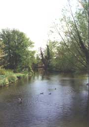 View of ducks on the river - seen from the bridge at Flatford Lock