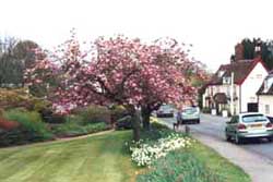 Self-catering breaks in Woodbridge Suffolk in the spring