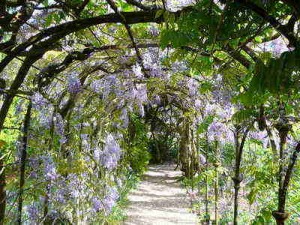 Wisteria in National Trust's Greys Court gardens