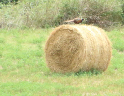 Pheasant on haystack