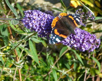 Beautiful English butterfly