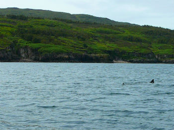 Can you spot the basking shark?
