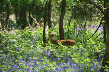 Deer in bluebells at Ashridge