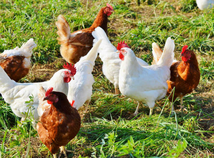 Hens for freshly laid eggs