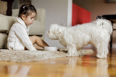 pet friendly self-catering lodges and log cabins