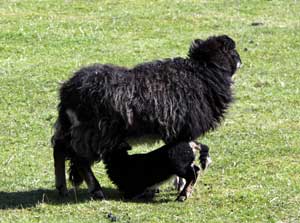 self catering holidays Wales