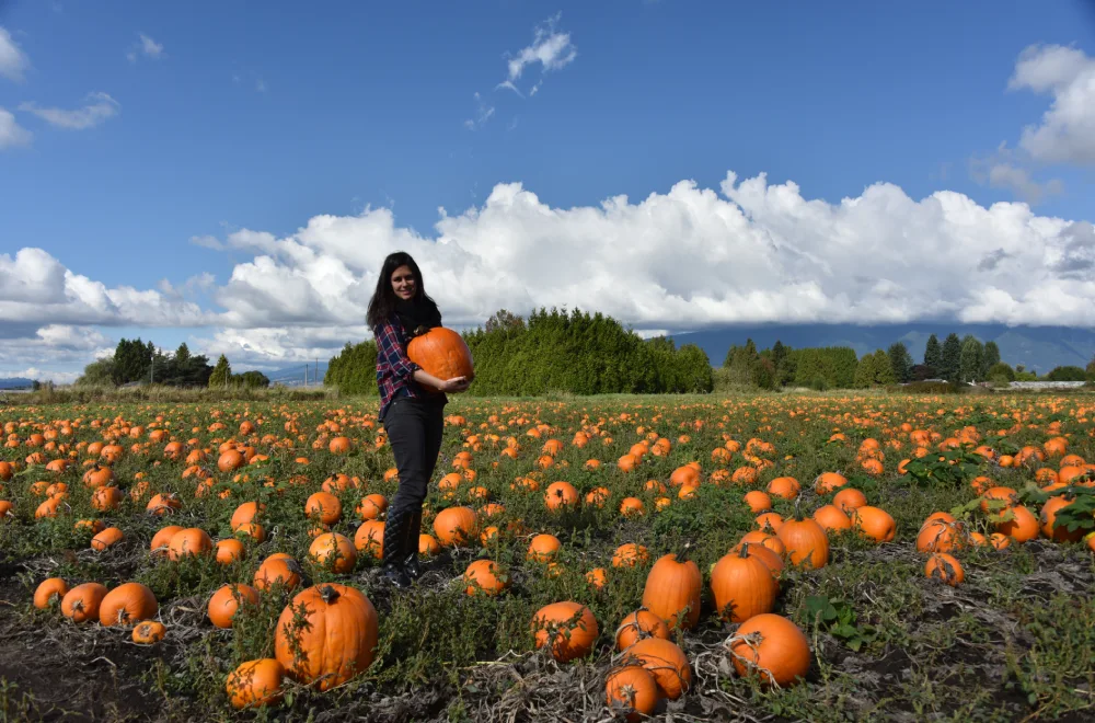 Pumpkin pick on holiday